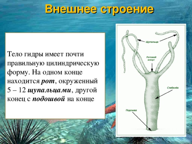 Даркнет заказ